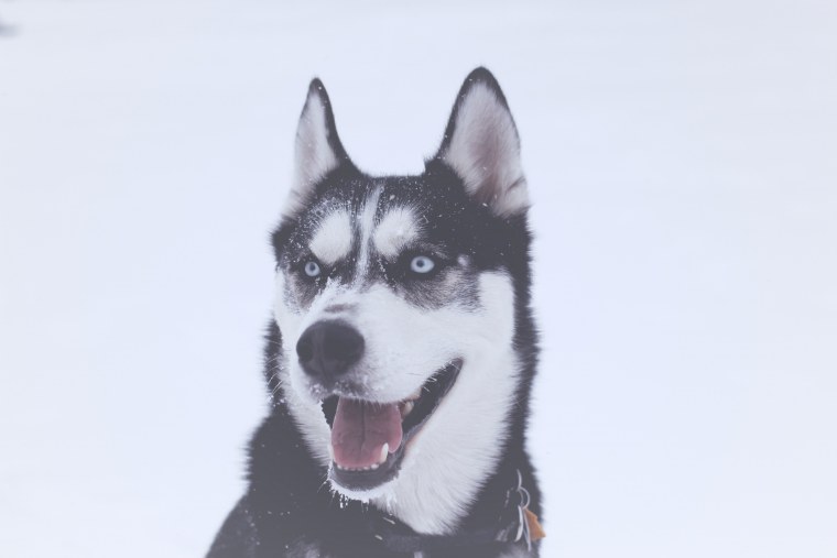 4k Сибирский хаски