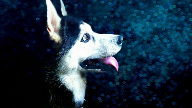 Обои на рабочий стол хаски