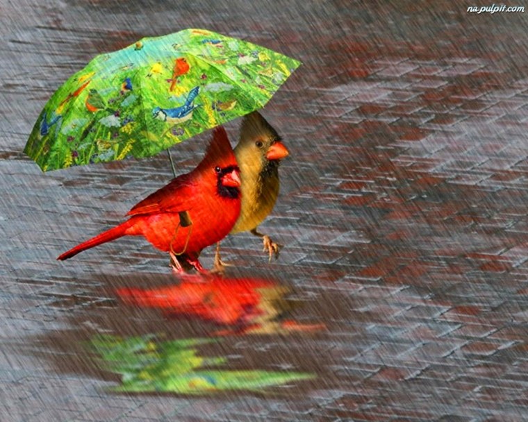 Птички под зонтом