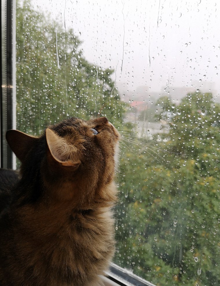 Животные радуются дождю