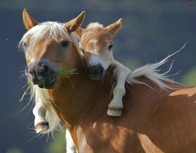 Конь и жеребенок