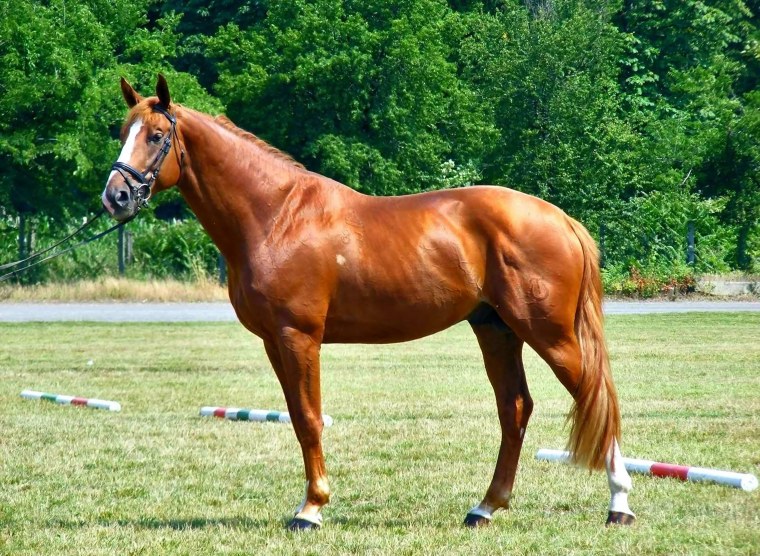 Домашняя лошадь