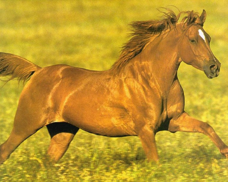 Лошадь бежит