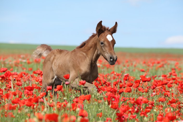 Лошадь в поле