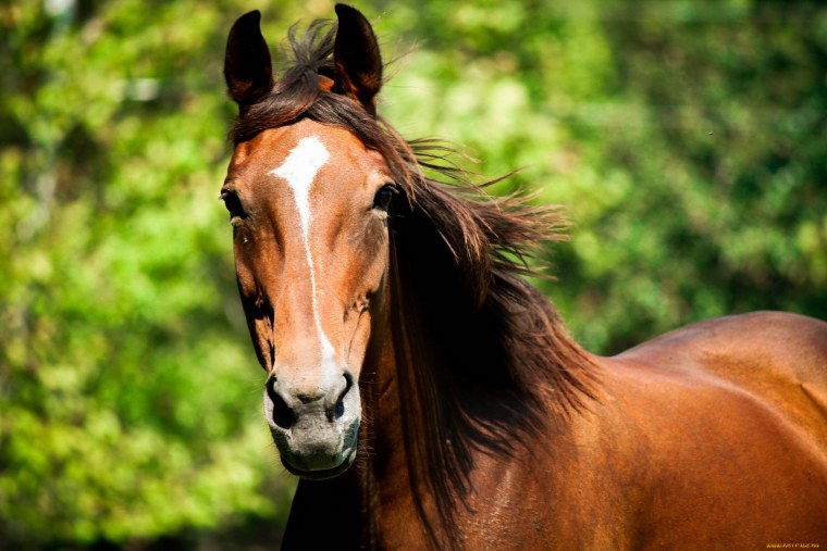 Красивая коричневая лошадь