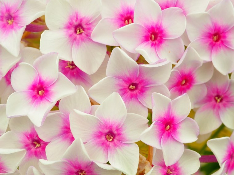 Флоксы макро