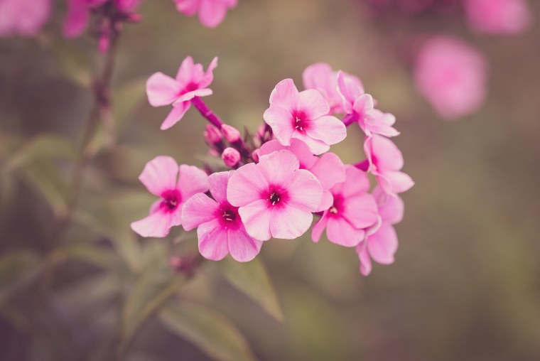 Розовые цветы боке