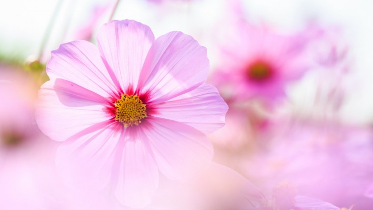 Нежный цветок