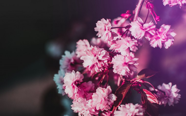 Розовая природа