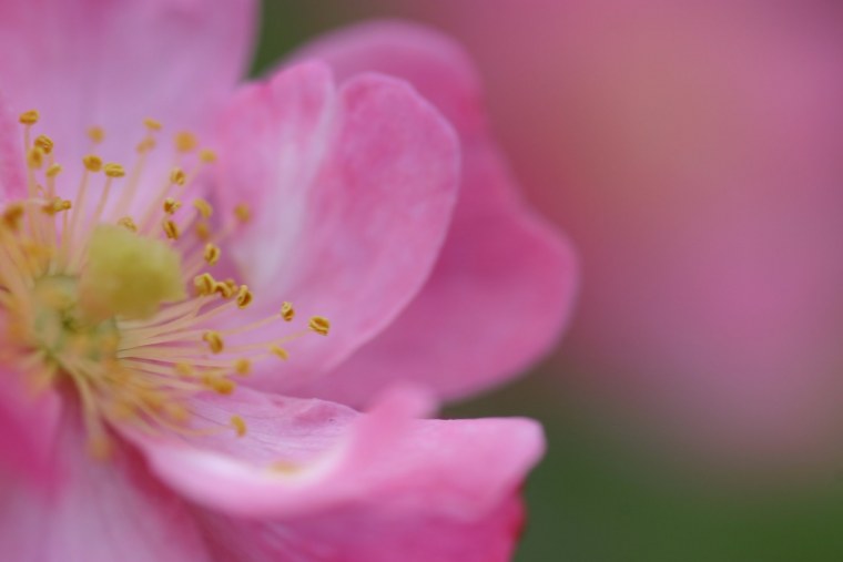 Цветок шиповника макро