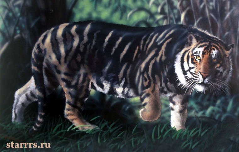 Водяной тигр