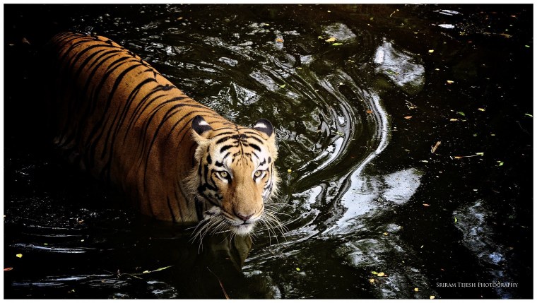 2022 Год черного водяного тигра