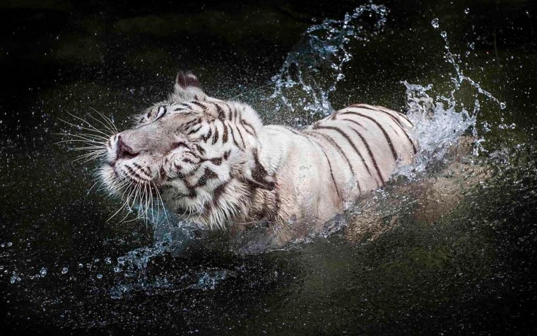 Тигр в воде