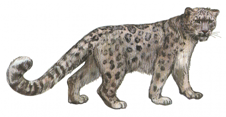 День снежного Барса 26 мая