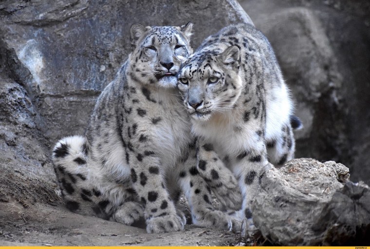 Molly картина по номерам "снежные Барсы" 15х20 см