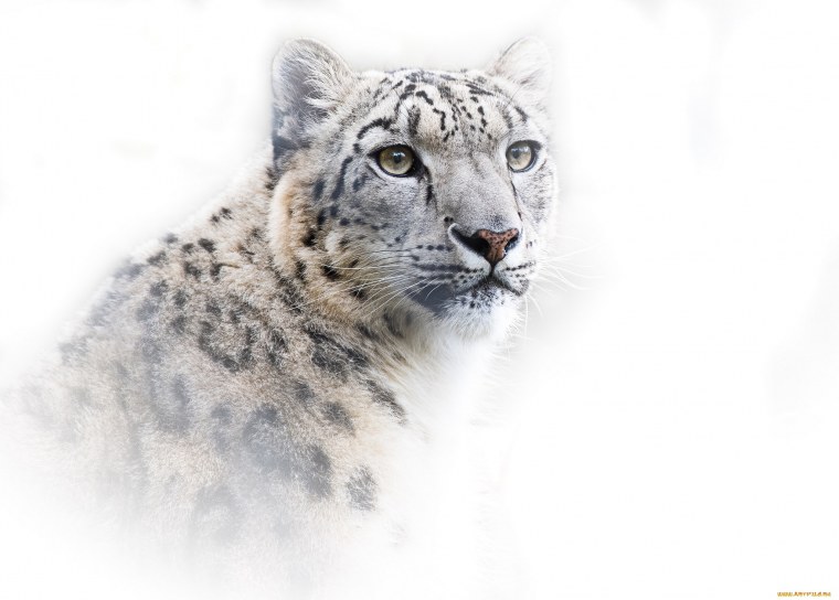 Ирбис или снежный Барс раскраска