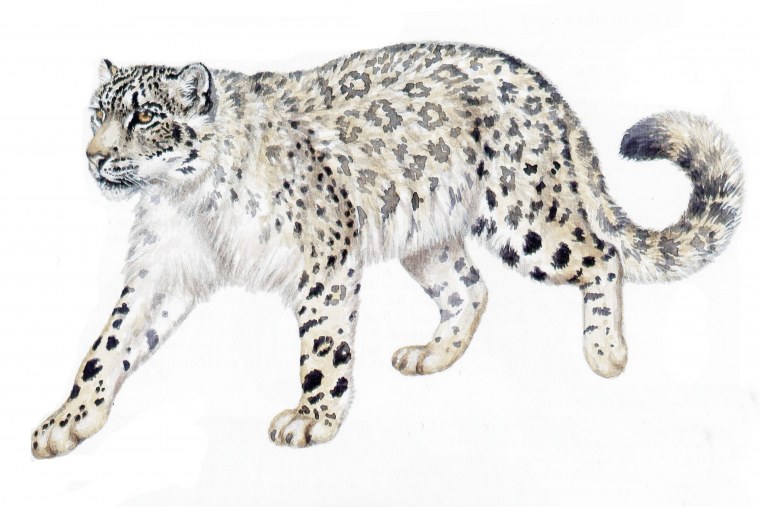 Снежный Барс Тянь Шань