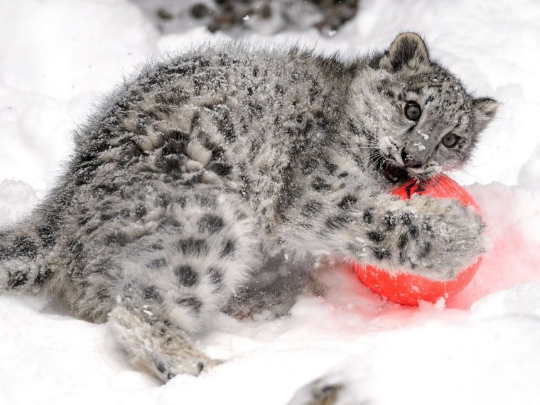 Снежный Барс uncia uncia