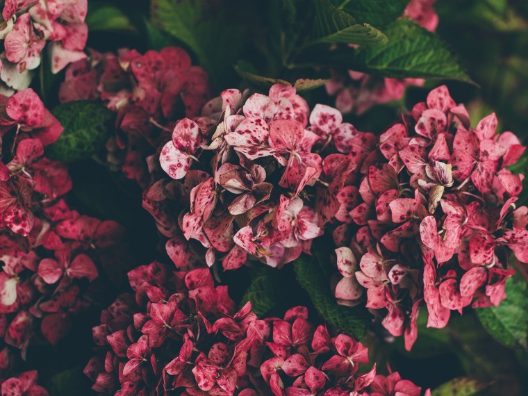 Эстетика пурпурного