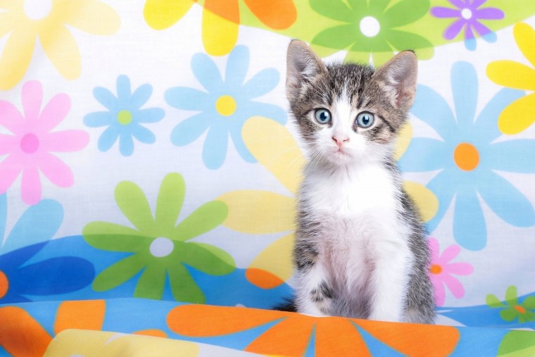 Кошка на ярком фоне