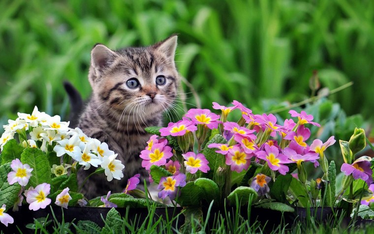 Котёнок с цветком