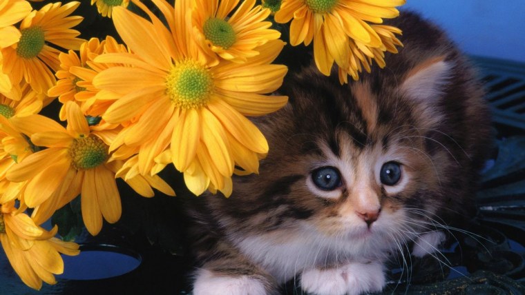 Котёнок с цветком