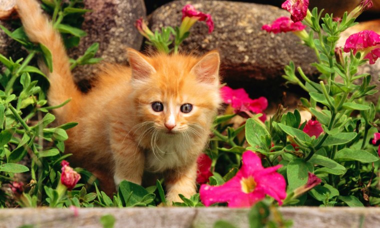 Картинки на рабочий стол кошки