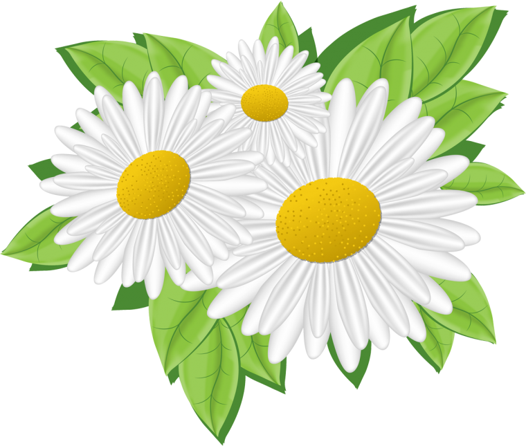 Трафарет ромашки
