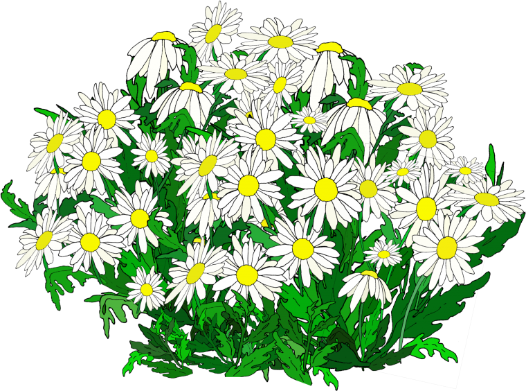 Ромашка раскраска