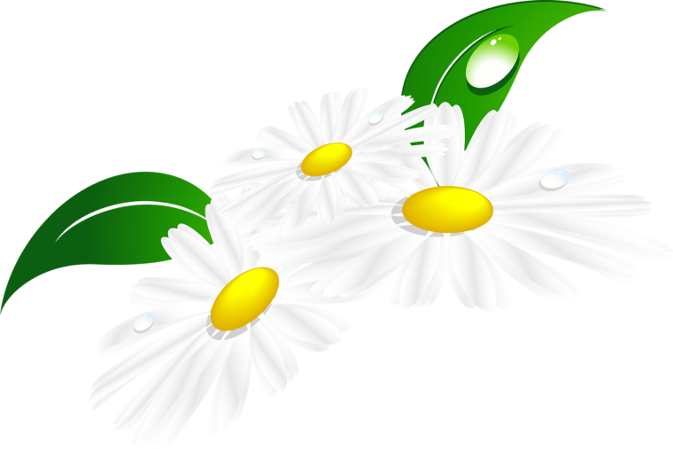 Ромашка Сказочная