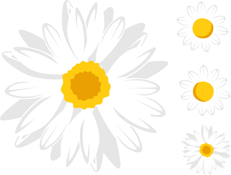 Букет ромашек вектор
