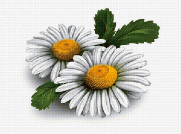 Ромашка с черным контуром цветная