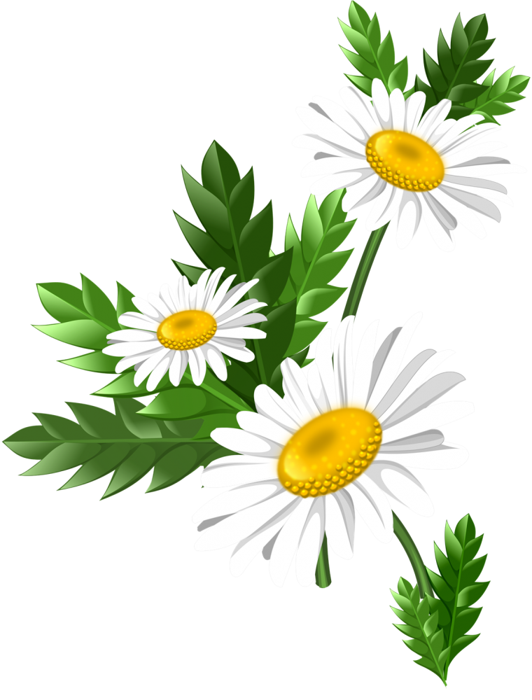 Стикер Ромашка