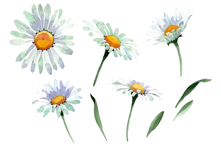 Ромашка раскраска