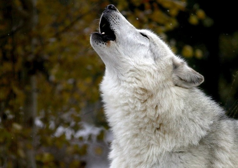 Белый волк воет