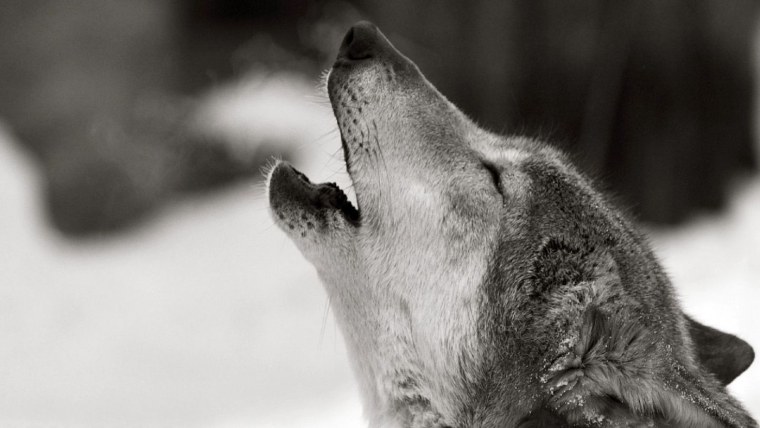 Волк обои на рабочий стол 1920х1080