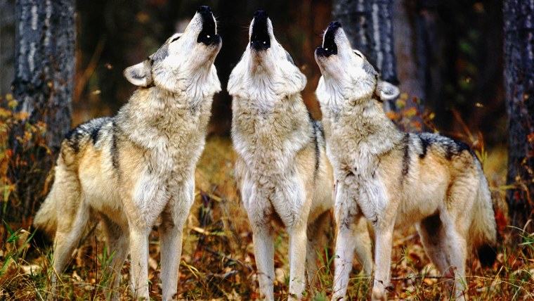 Волчья стая фильм 2015