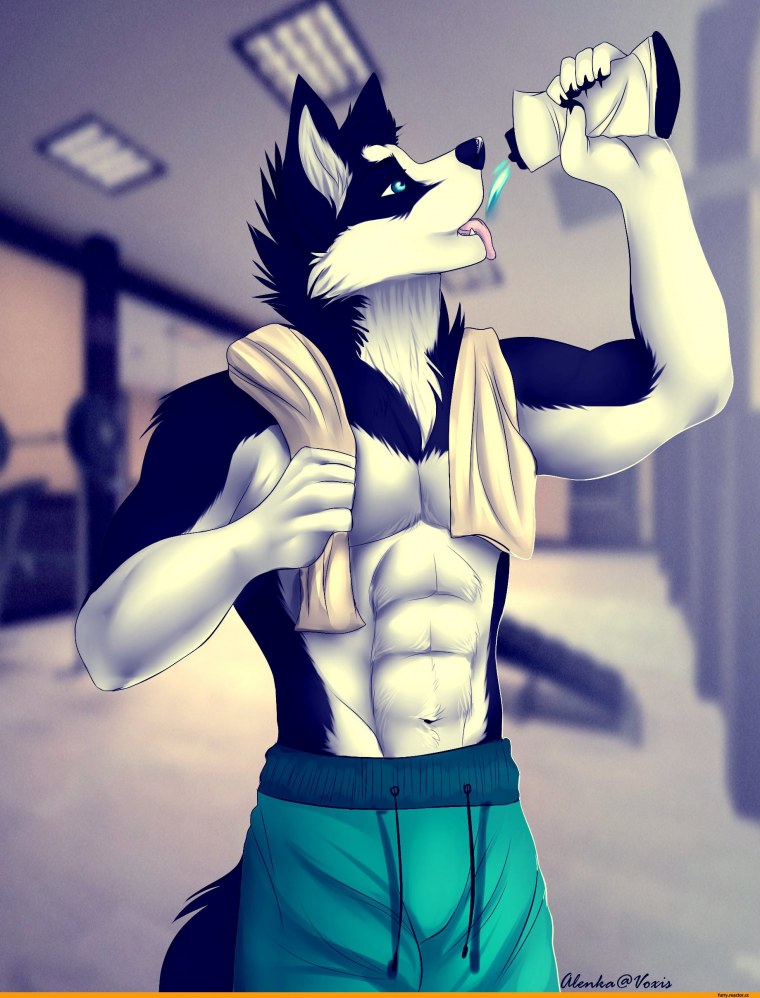 Фурри волки парни