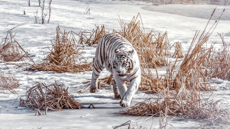 Уссурийский (Амурский) тигр Уссурийский (Амурский) тигр