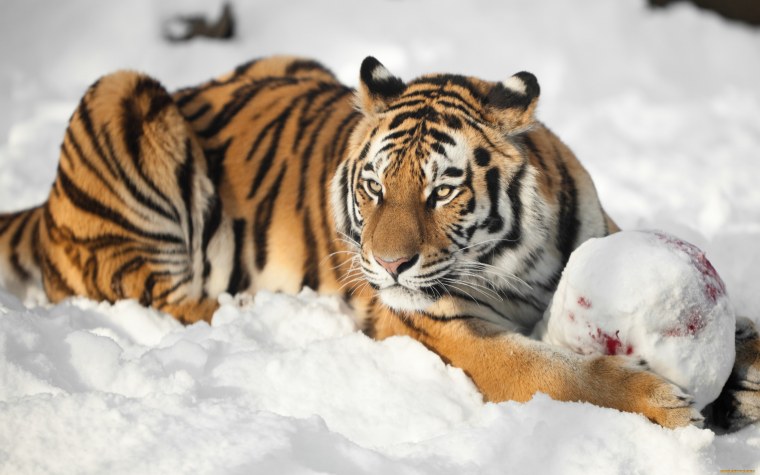 Бенгальский тигр на снегу