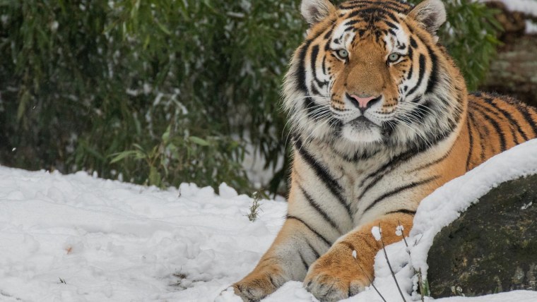 Амурский тигр и бенгальский тигр