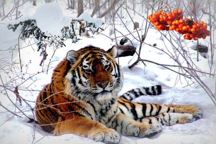 Уссурийский (Амурский) тигр Уссурийский (Амурский) тигр