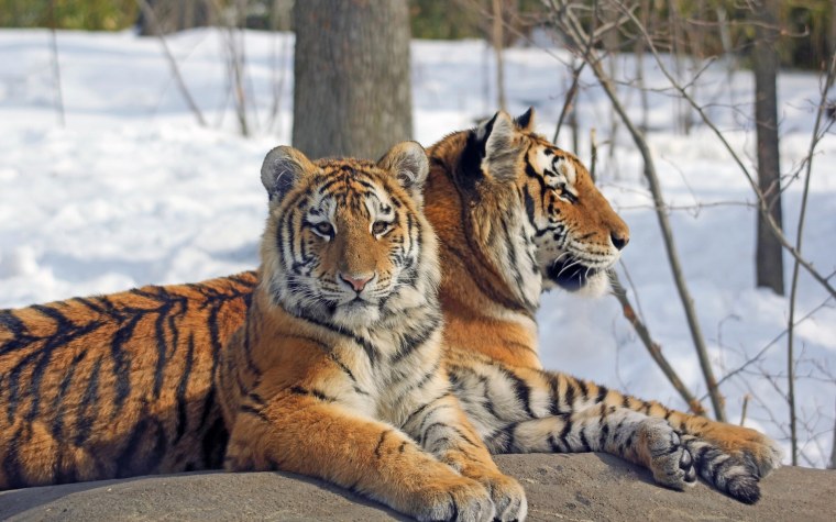 Белый тигр зимой
