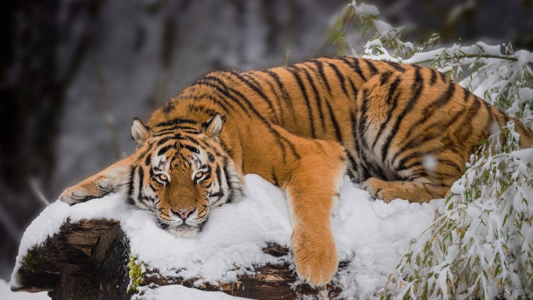 Тигры и тигрята зимой