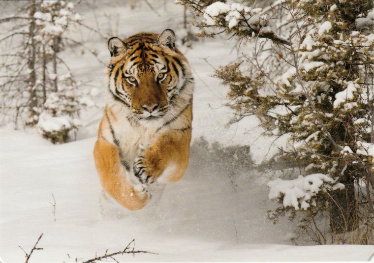 Тигр в зимнем лесу