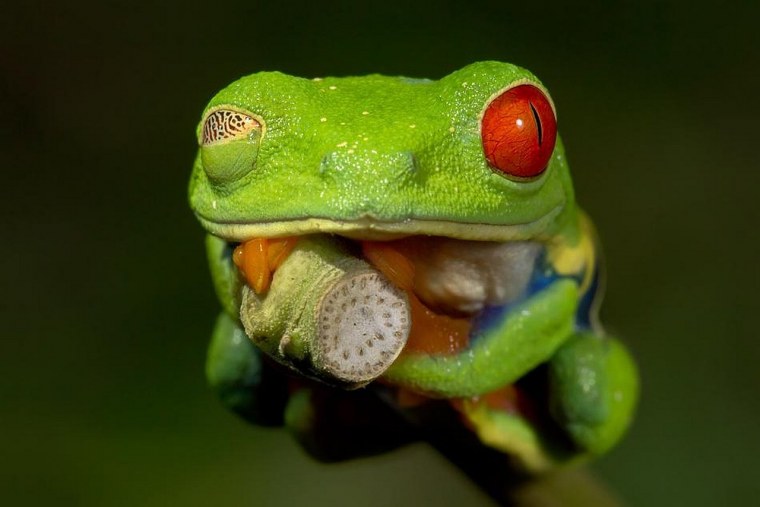 Большеглазая древесная лягушка
