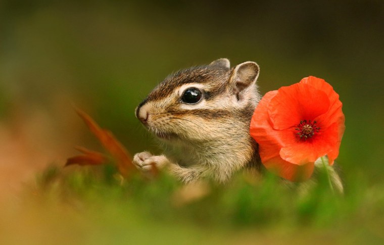 Макро животные