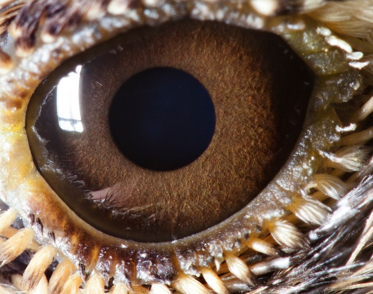Необычные глаза животных