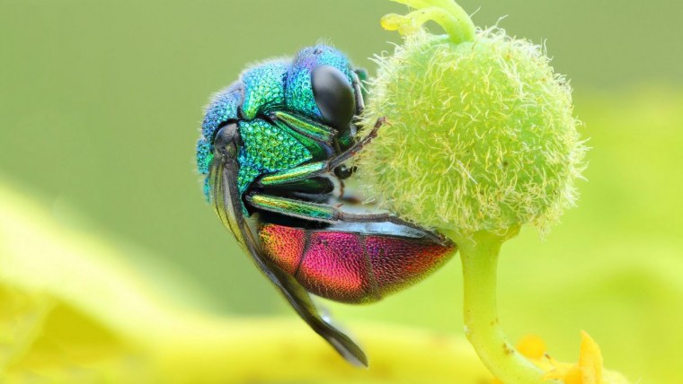 Необычные яркие животные