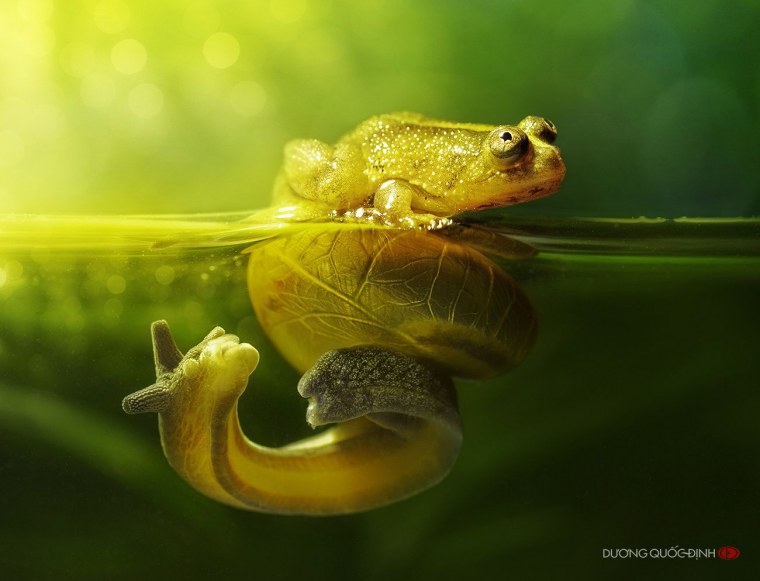 Лягушка макрофото